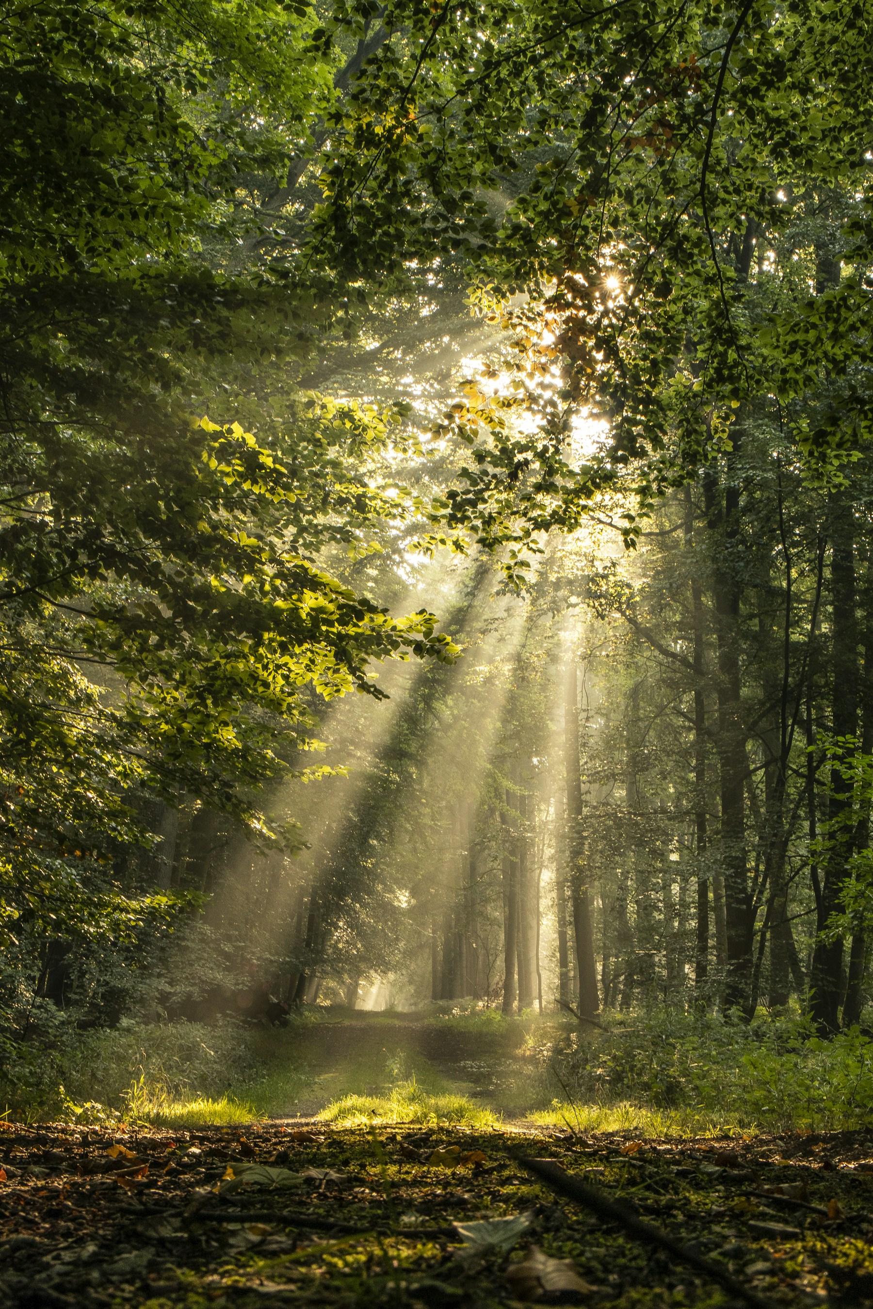 Warm sunlight filtering through a green forest
